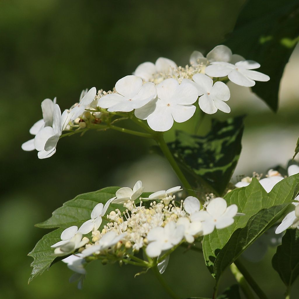 Viburnum opulus - Bola de nieve