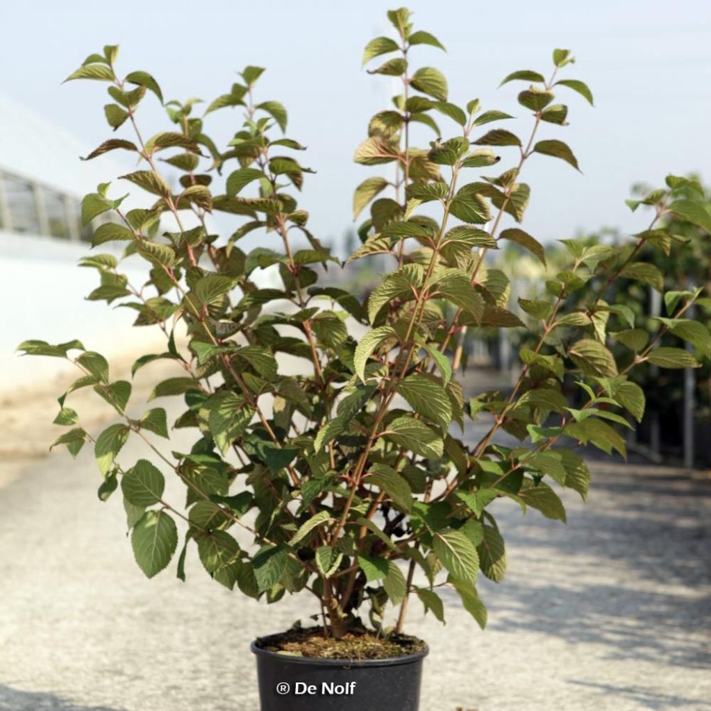 Viburnum plicatum Opening Day - Viburno de China