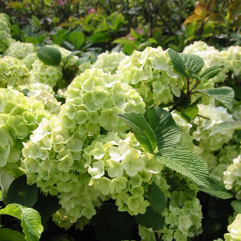 Viburnum plicatum f. tomentosum Rotundifolium - Viburno de China