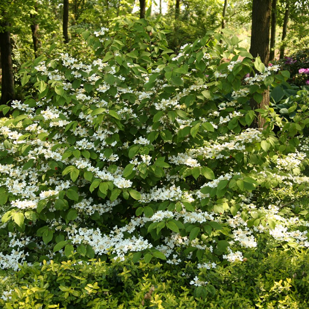 Viburnum plicatum St Keverne - Viburno de China