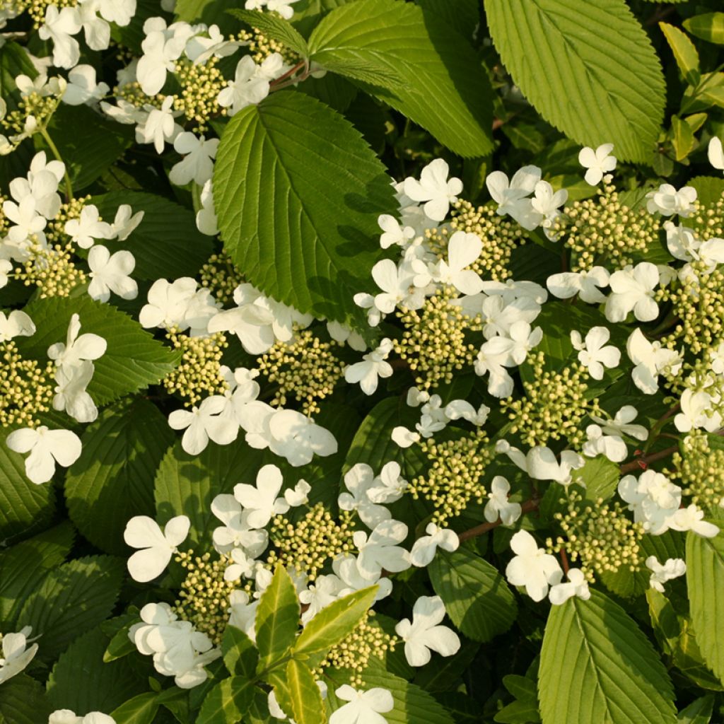 Viburnum plicatum St Keverne - Viburno de China