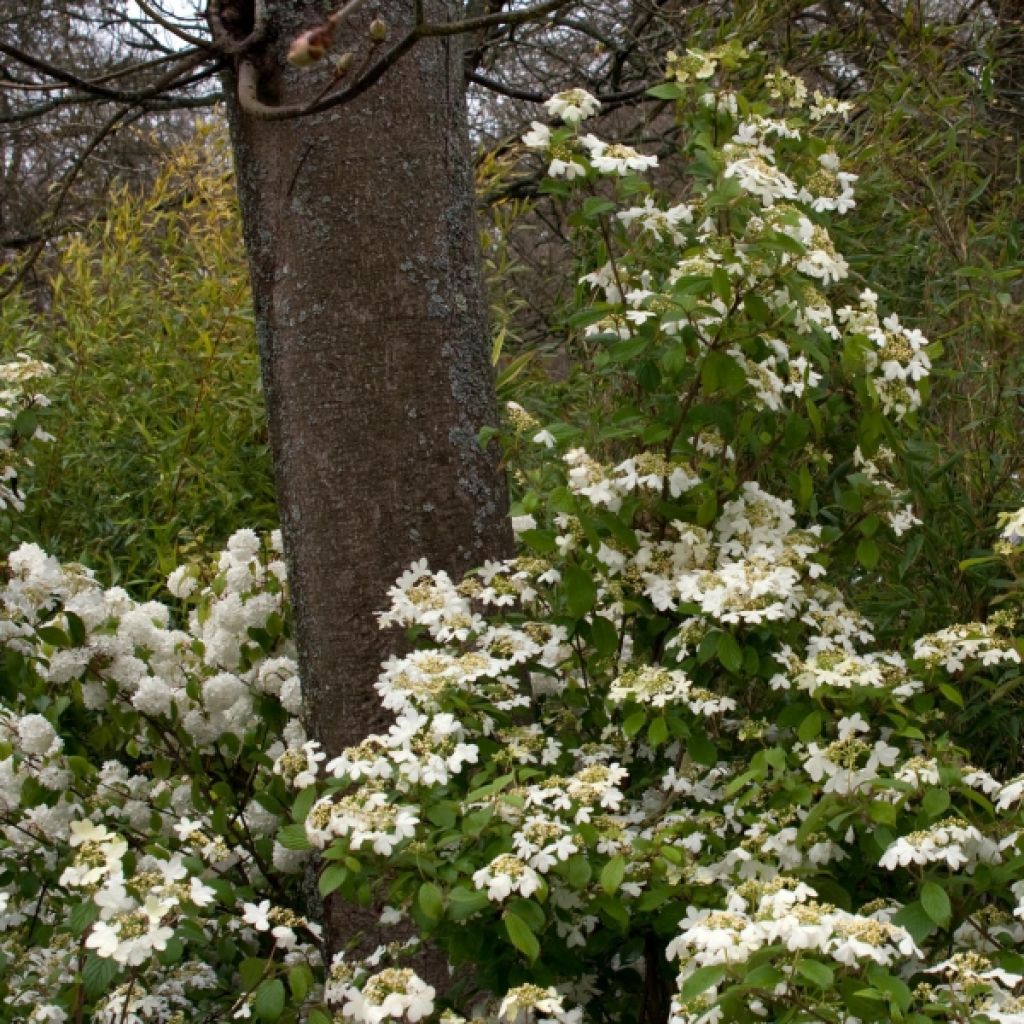 Viorne - Viburnum plicatum Watanabe