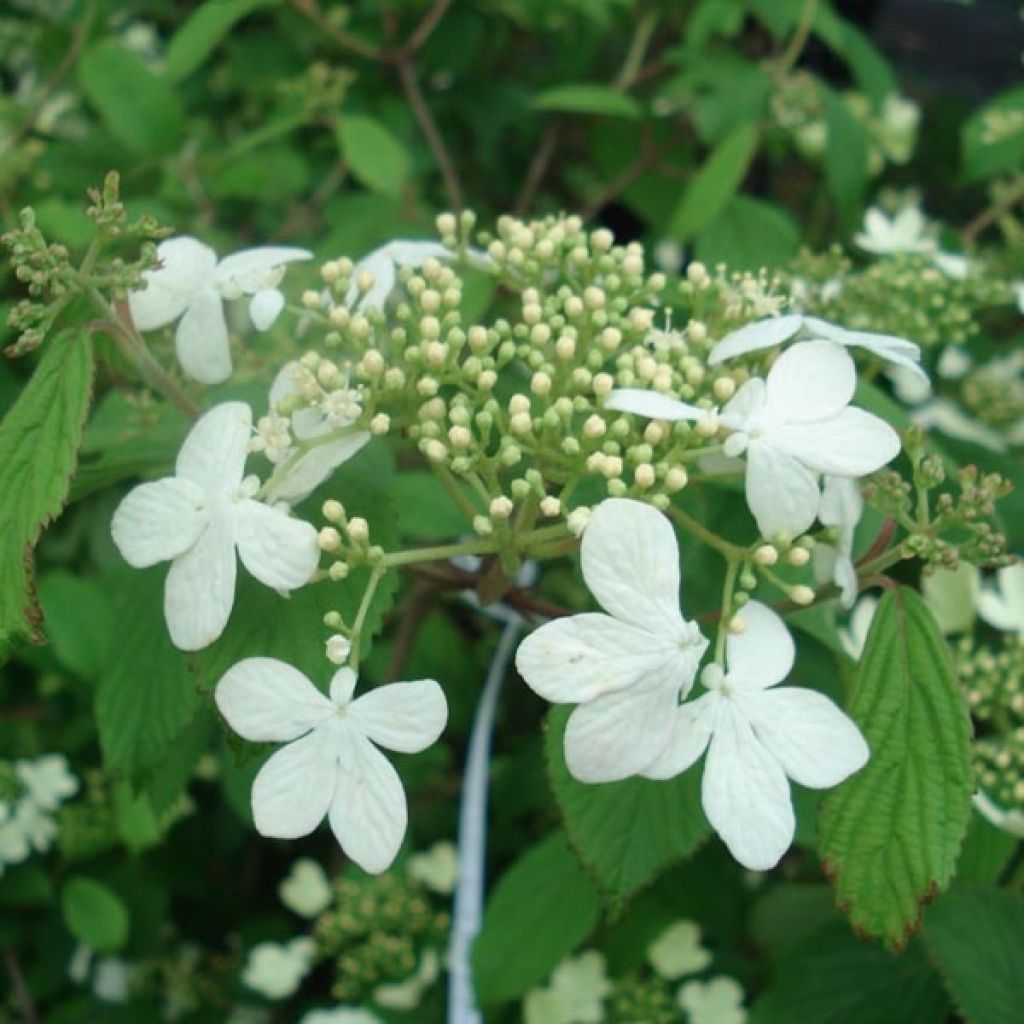 Viorne - Viburnum plicatum Watanabe