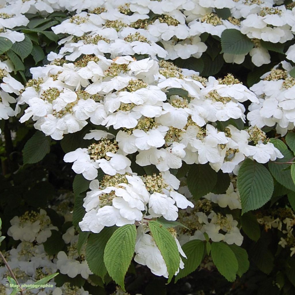 Viorne - Viburnum plicatum Lanarth