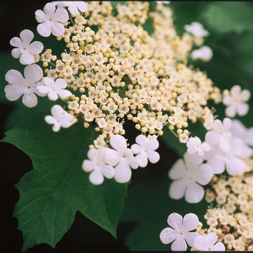 Viorne trilobée - Viburnum trilobum Wentworth ®