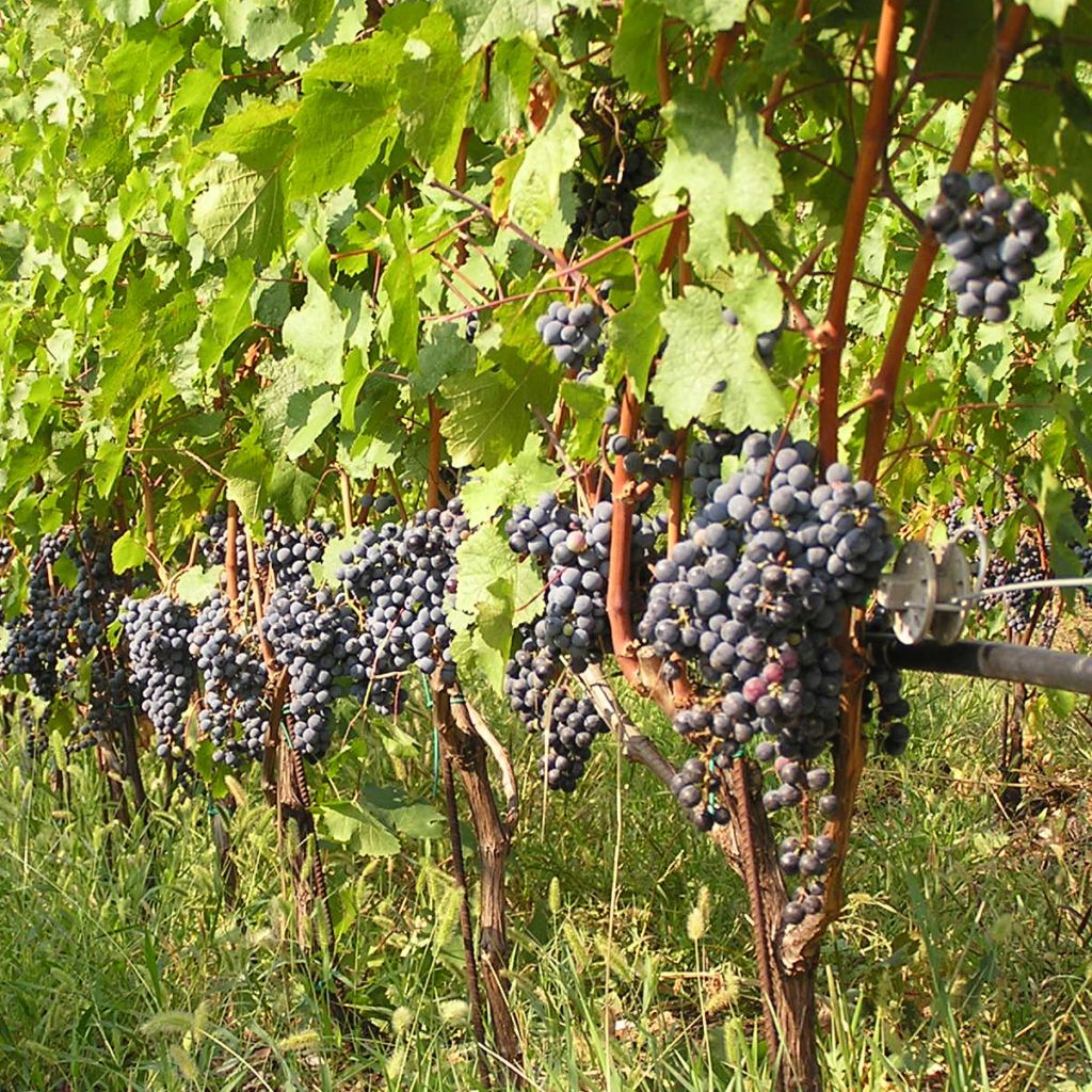 Vigne Cabernet Franc