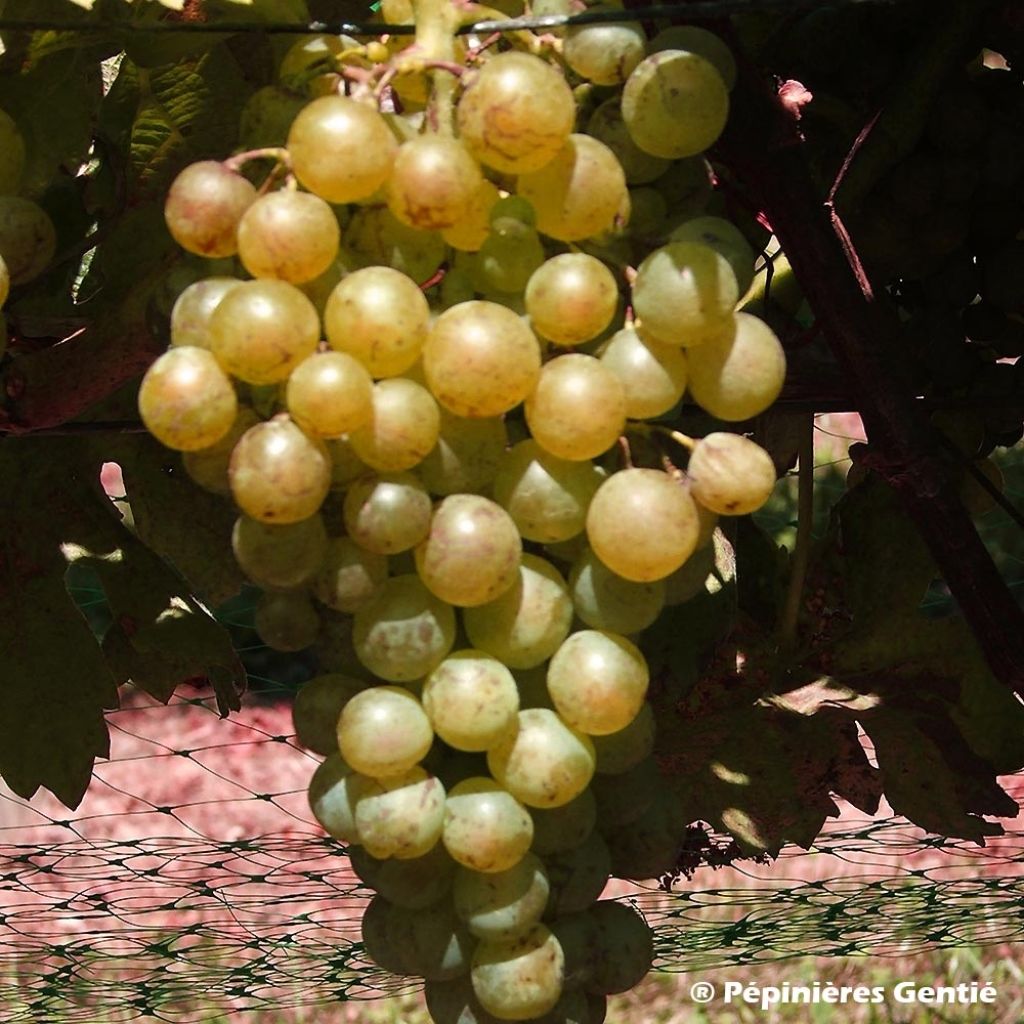 Vigne Madeleine Royale (Madeleine Impériale)