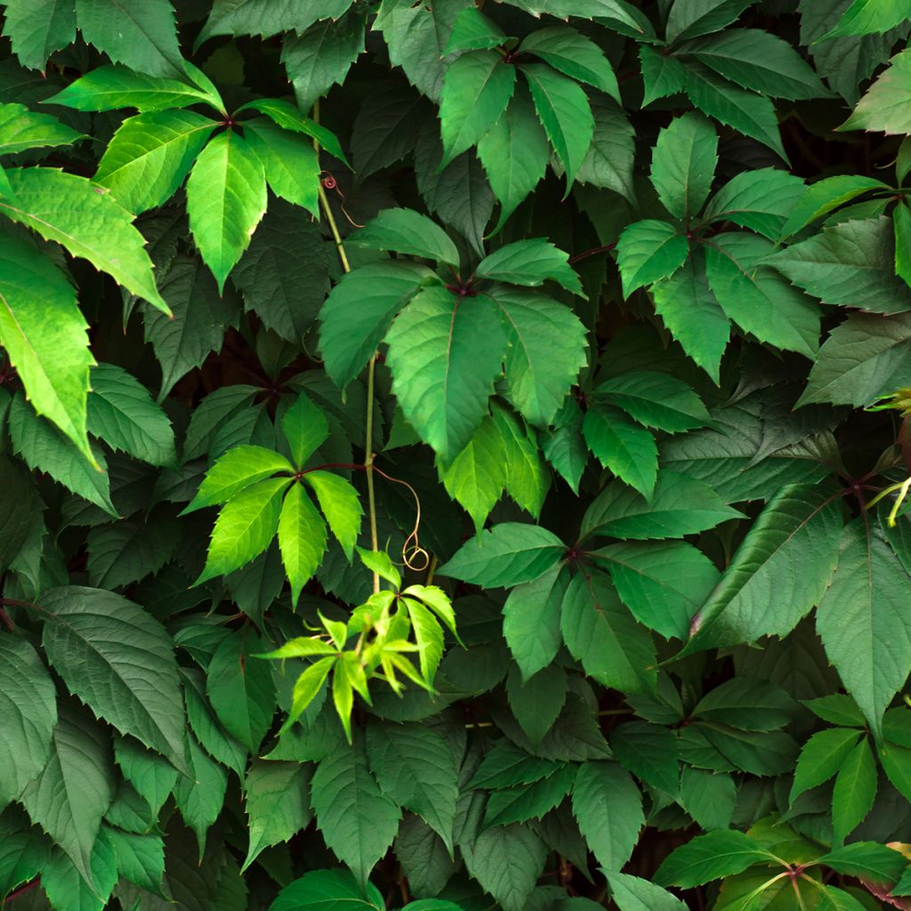 Parthenocissus viteacea - Enredadera de matorral