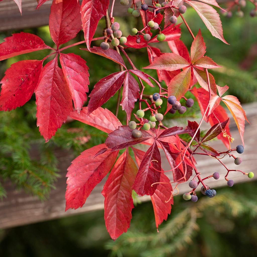 Parthenocissus viteacea - Enredadera de matorral