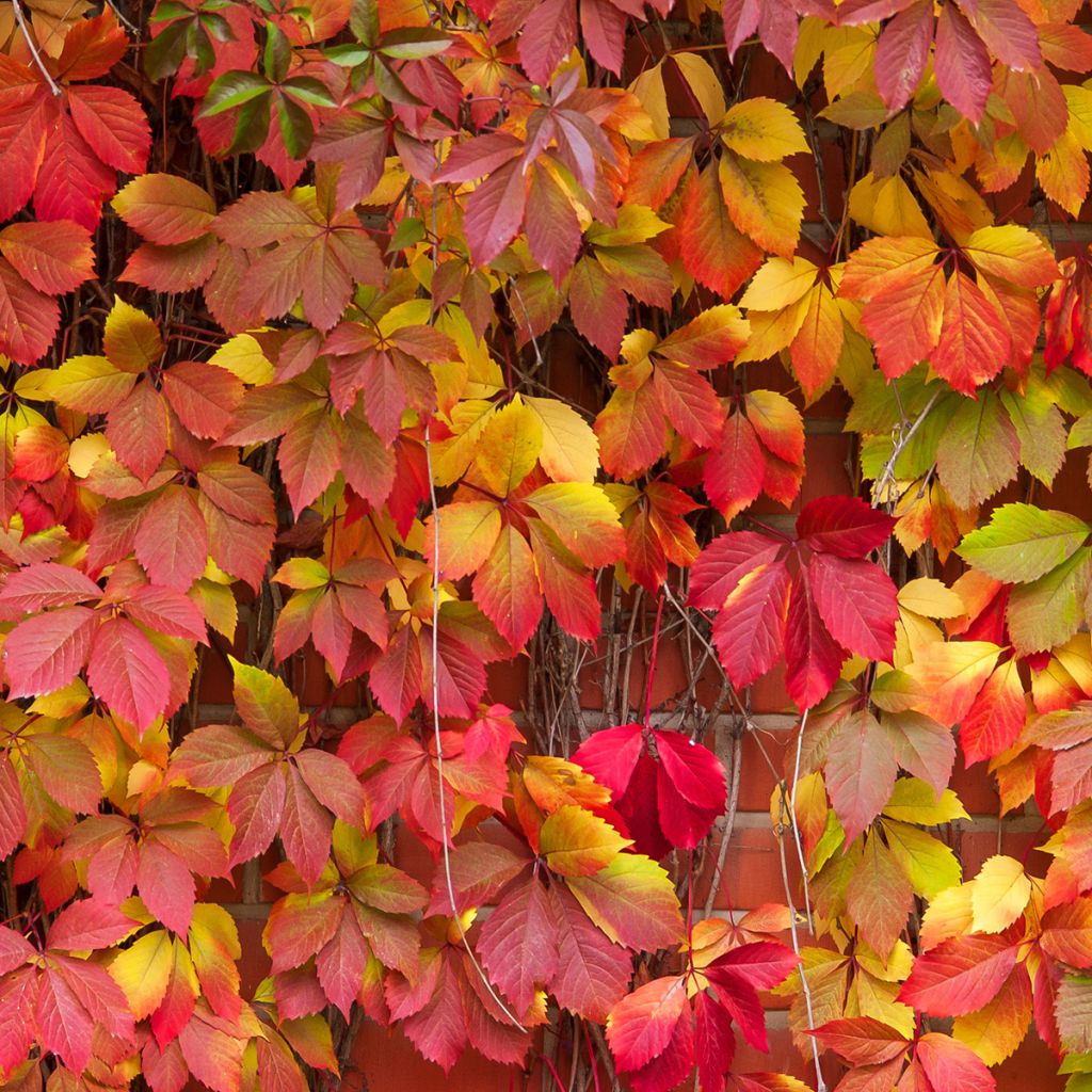 Parthenocissus viteacea - Enredadera de matorral