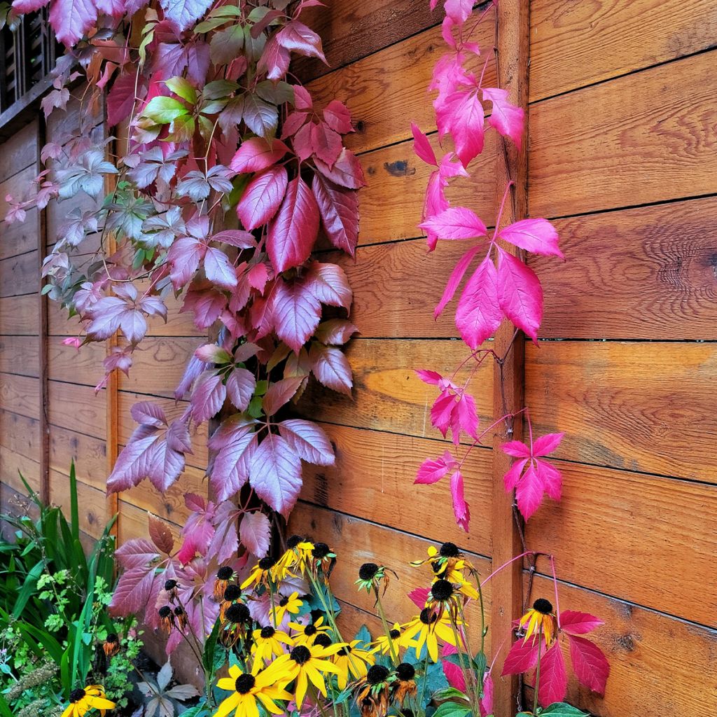 Parthenocissus viteacea - Enredadera de matorral