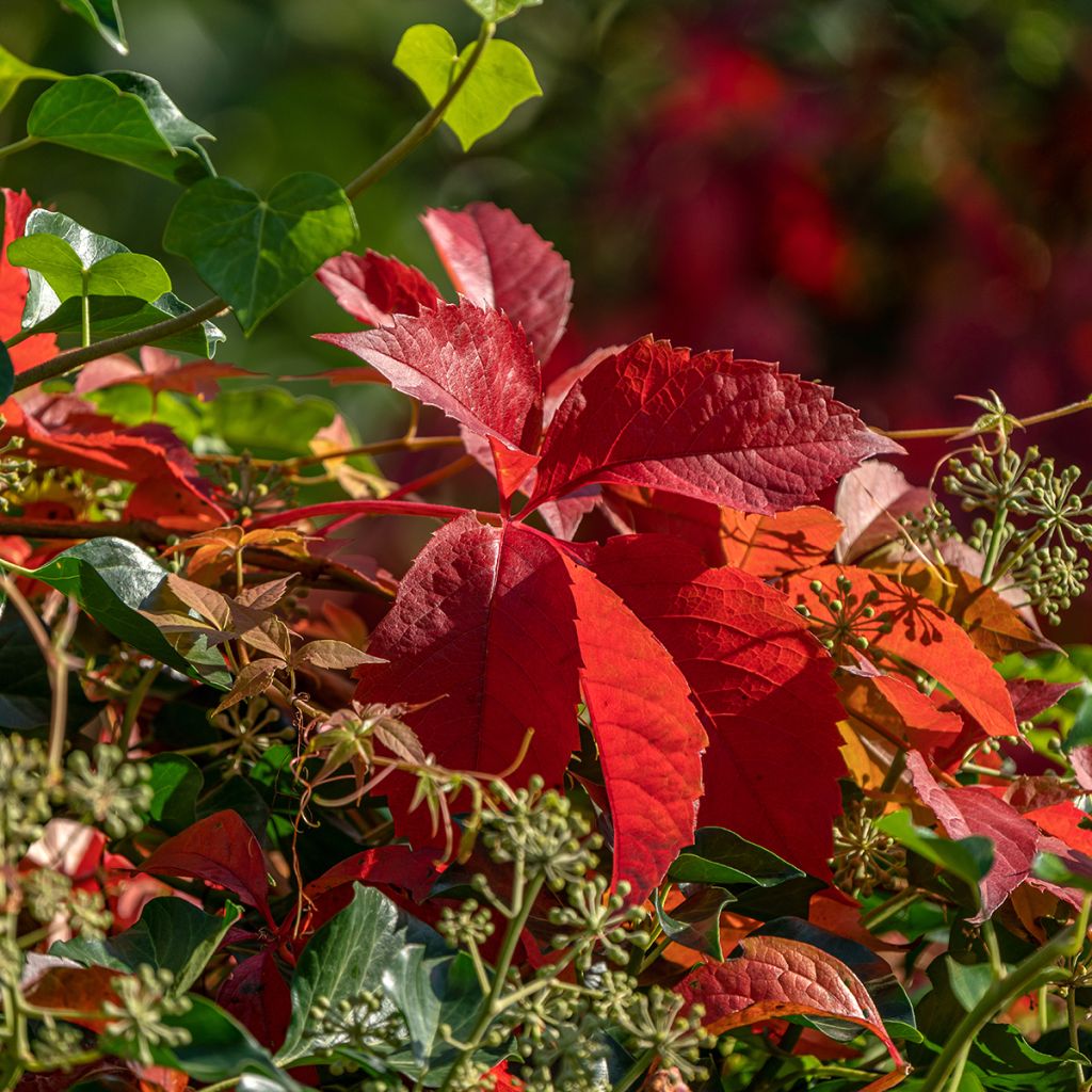 Parthenocissus viteacea - Enredadera de matorral