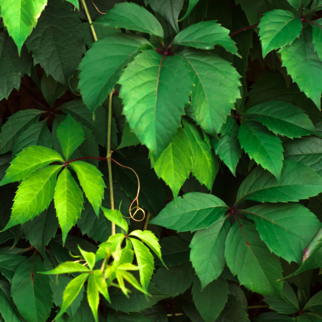 Parthenocissus viteacea - Enredadera de matorral