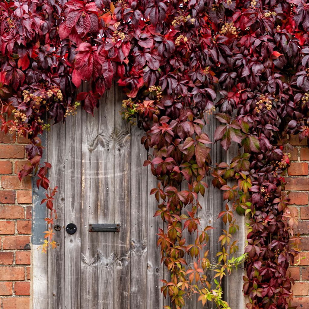 Parthenocissus viteacea - Enredadera de matorral