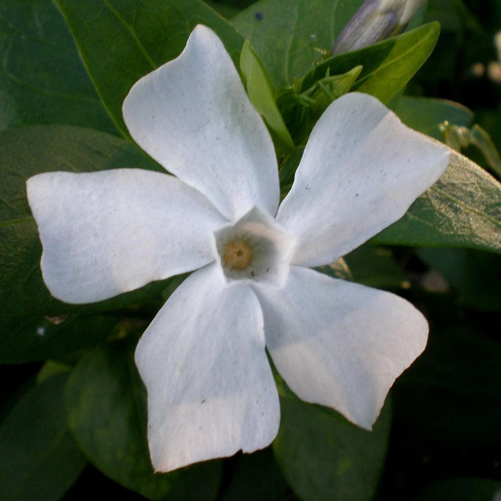 Vinca difformis - Alcandorea