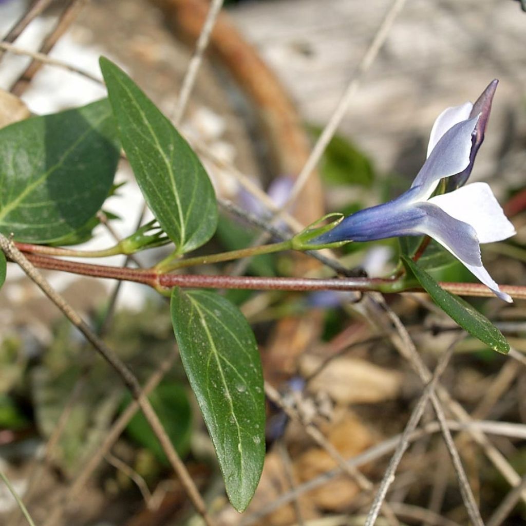 Vinca difformis - Alcandorea