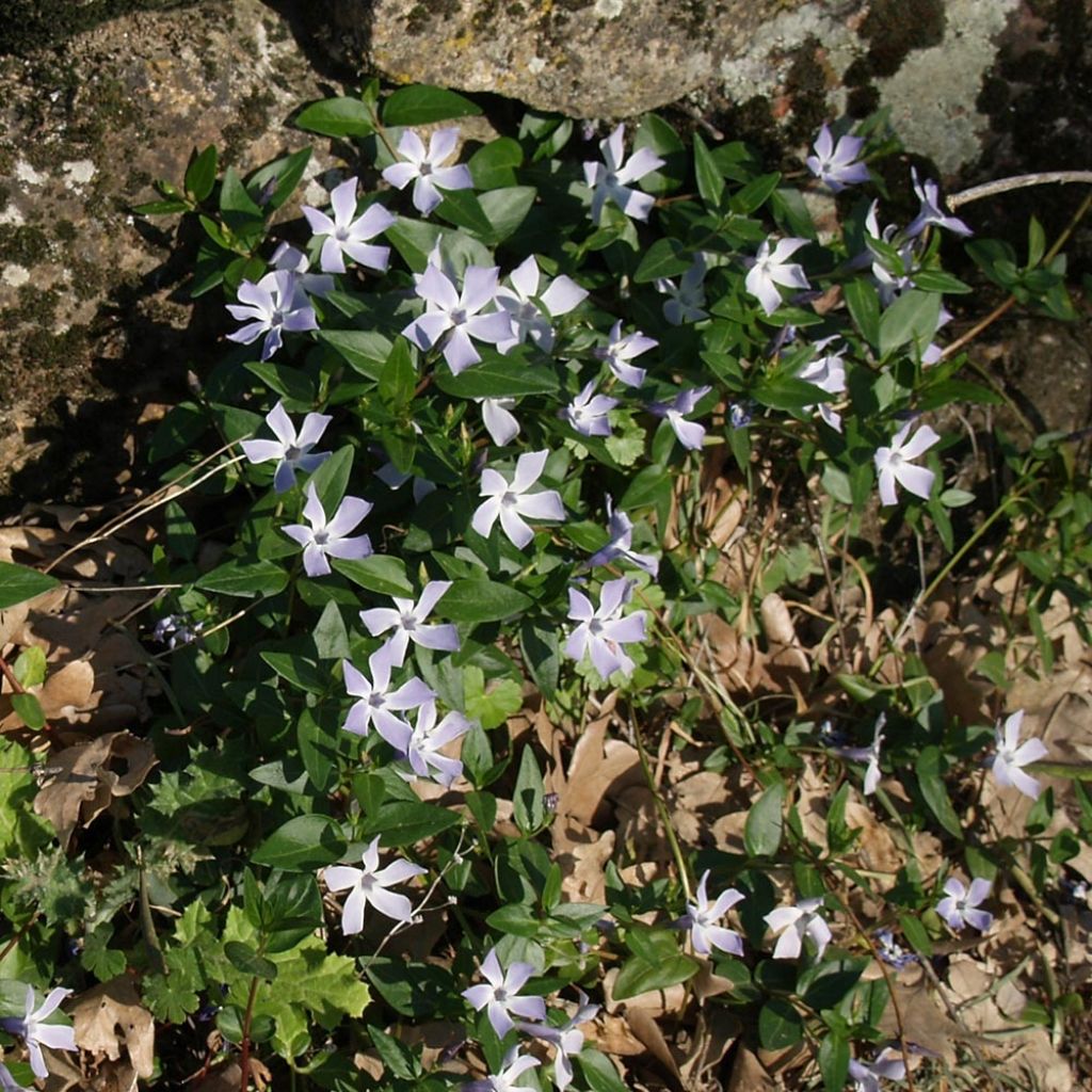 Vinca difformis - Alcandorea