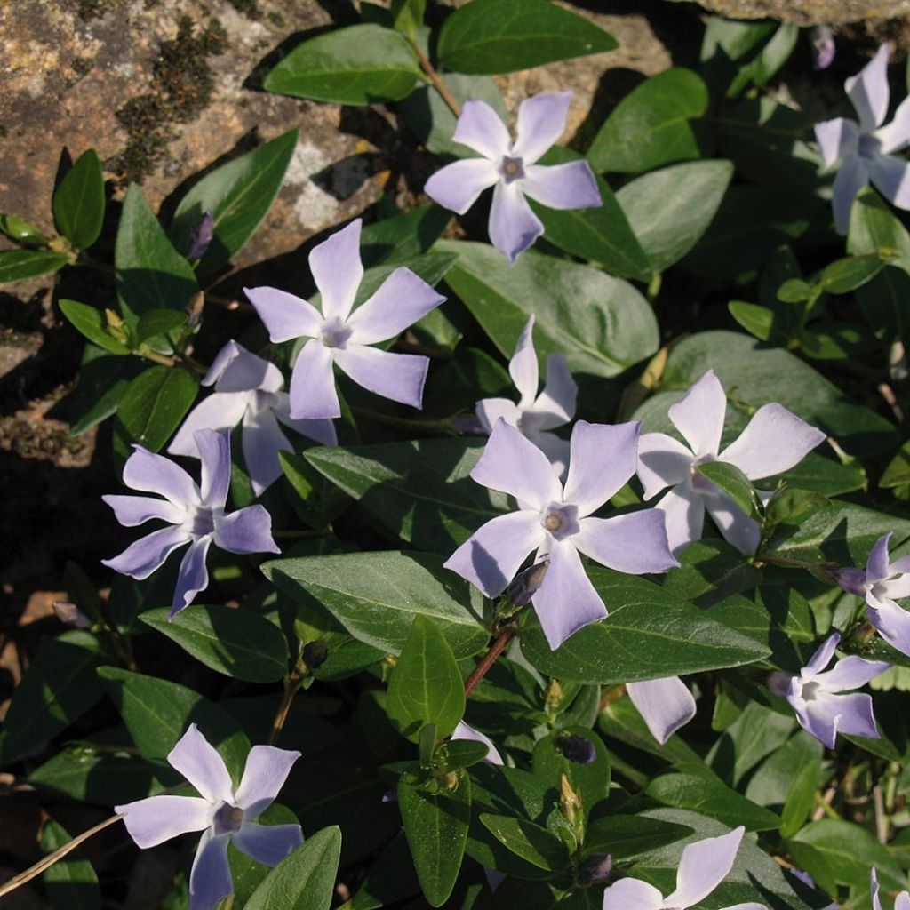 Vinca difformis - Alcandorea