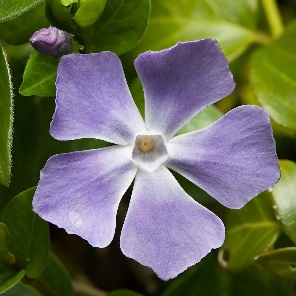 Vinca major - Hierba doncella