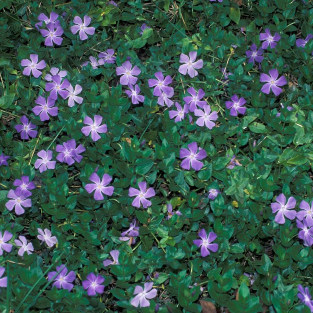 Vinca major - Hierba doncella