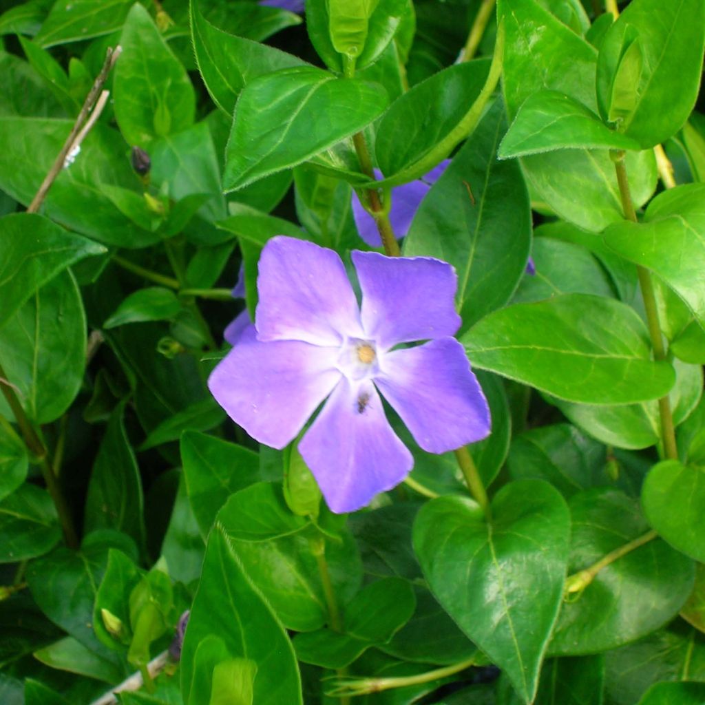 Vinca major - Hierba doncella