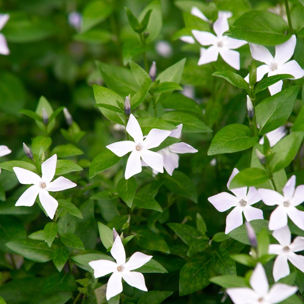 Vinca major Alba - Hierba doncella