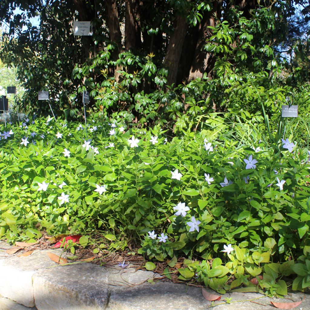 Vinca major - Hierba doncella