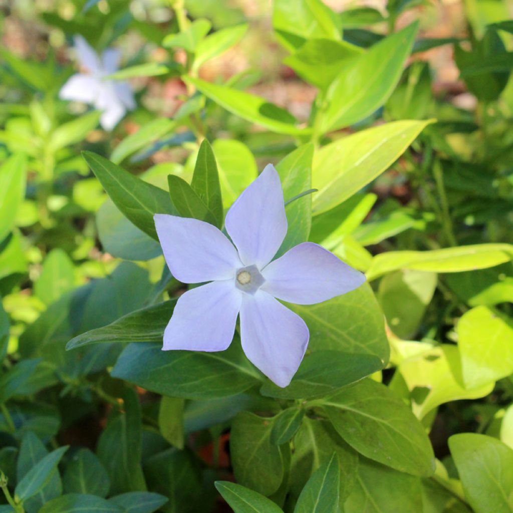 Vinca major - Hierba doncella