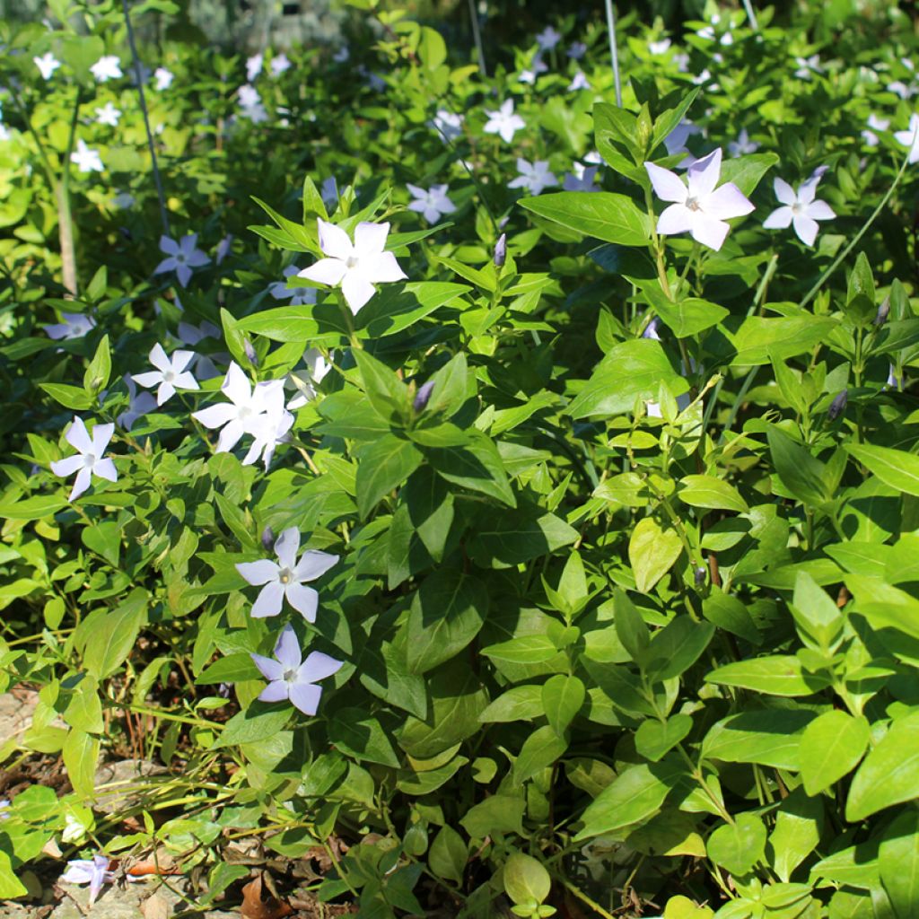 Vinca major - Hierba doncella