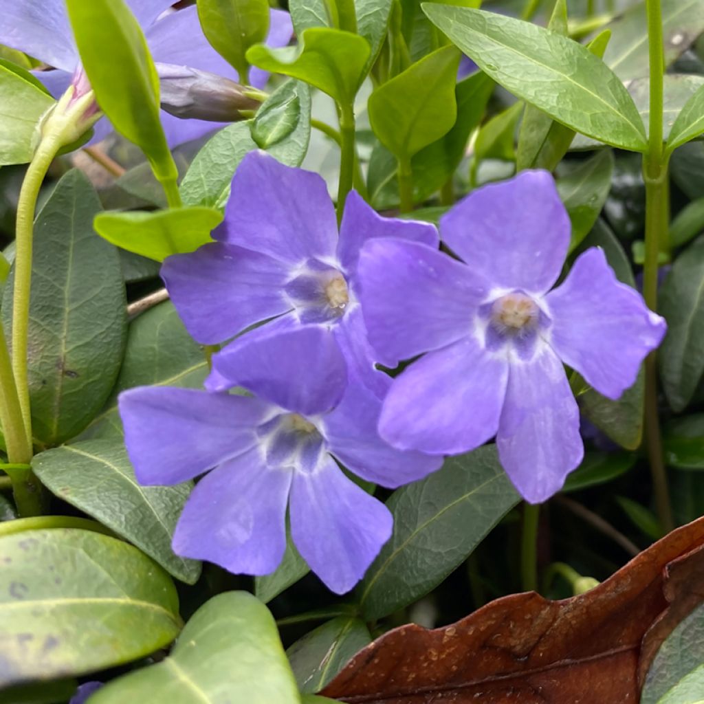 Vinca major - Hierba doncella