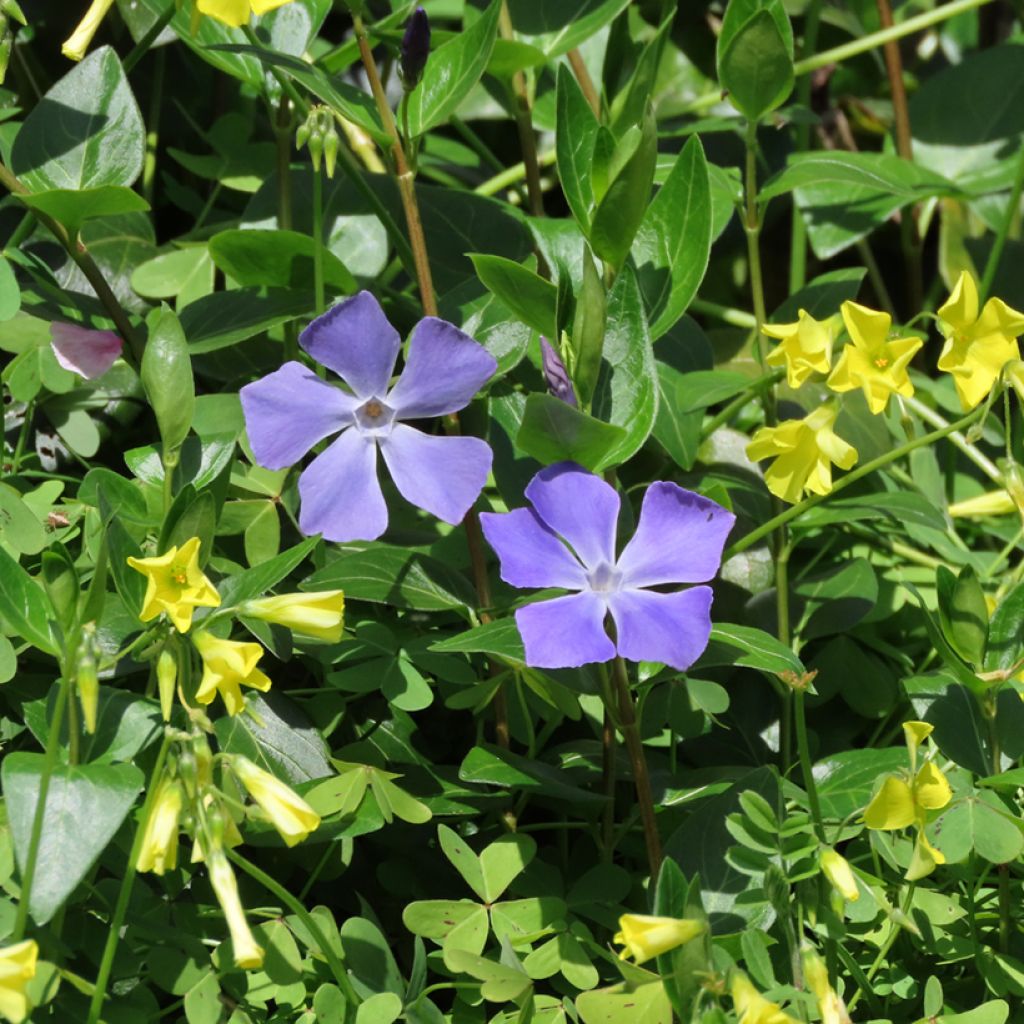 Vinca major - Hierba doncella