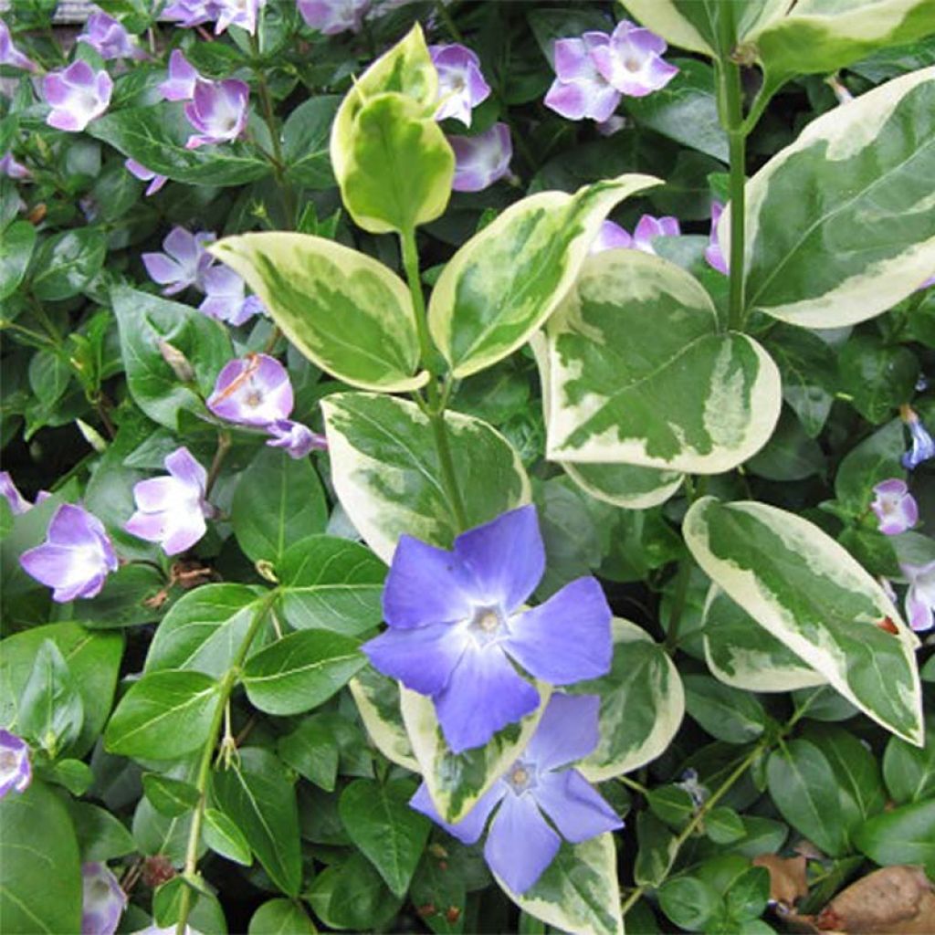 Vinca major Variegata - Hierba doncella