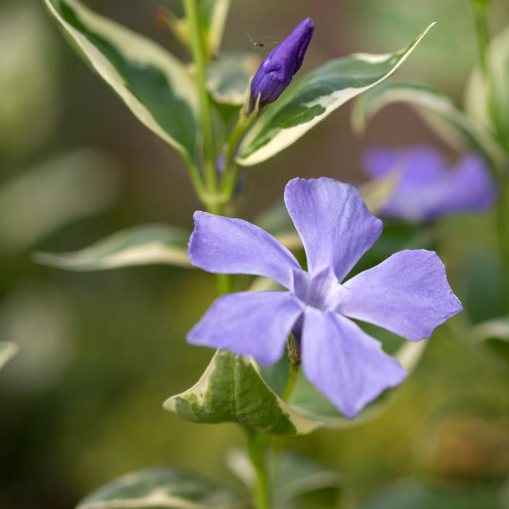 Vinca major Variegata - Hierba doncella