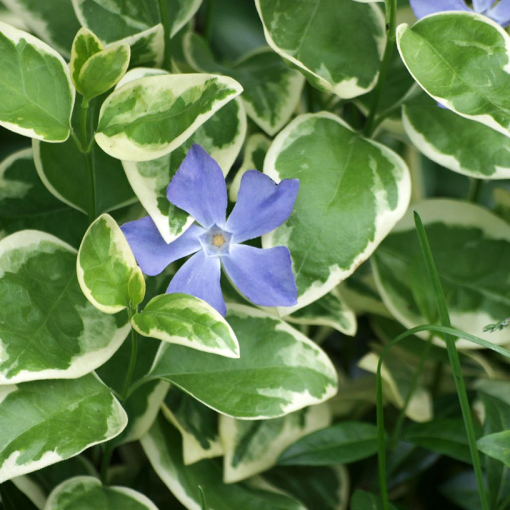 Vinca major Variegata - Hierba doncella