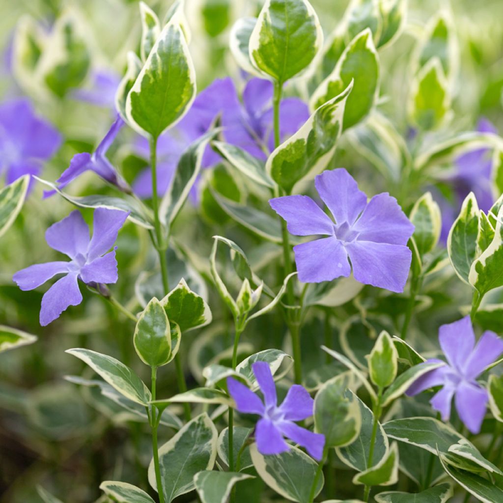 Vinca minor Argenteovariegata