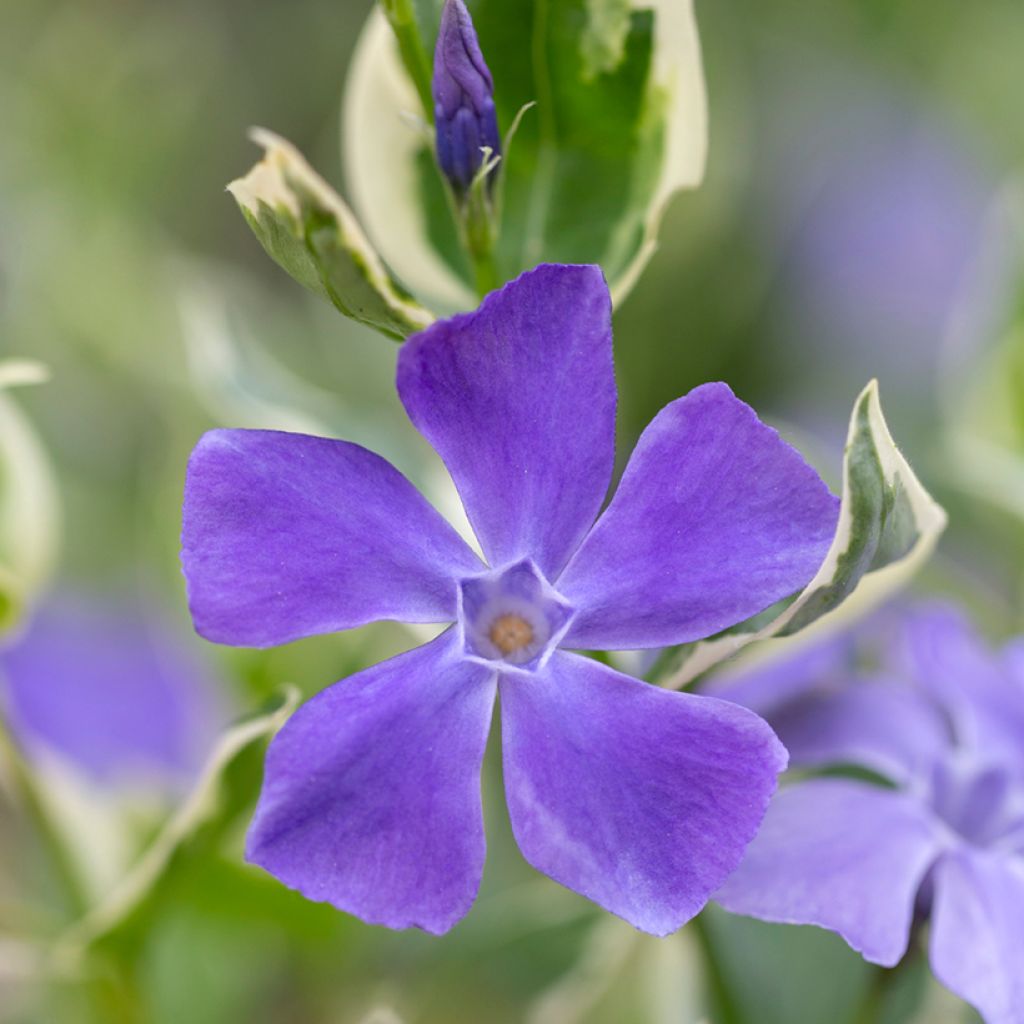 Vinca minor Argenteovariegata