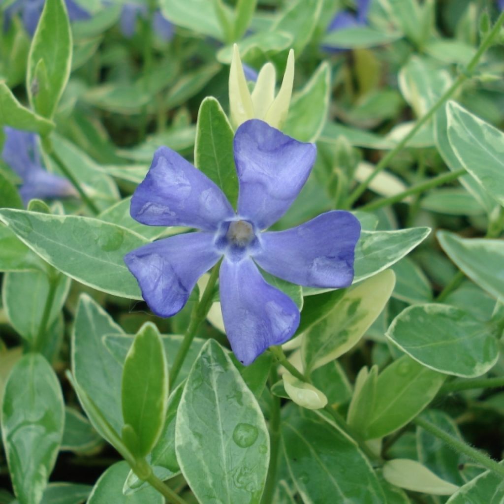 Vinca minor Ralph Shugert