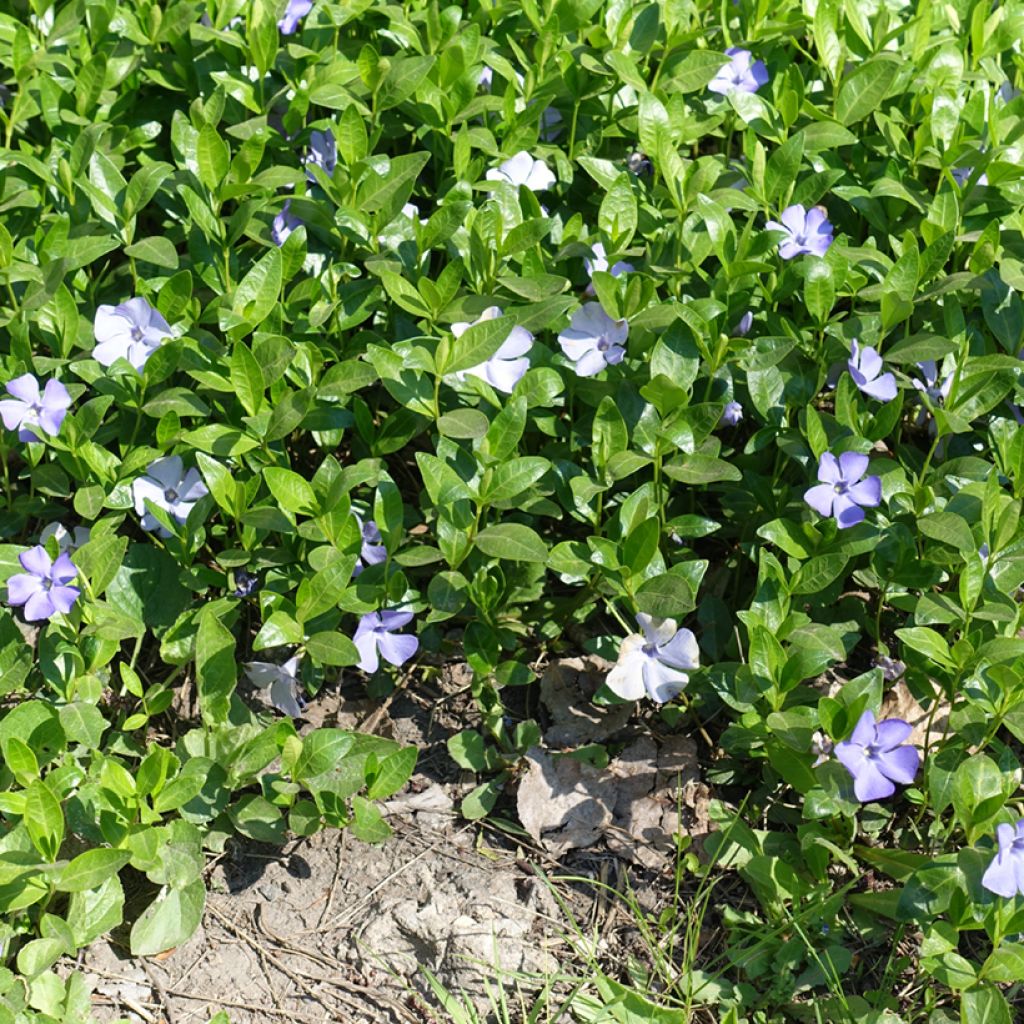 Vinca minor Valentin