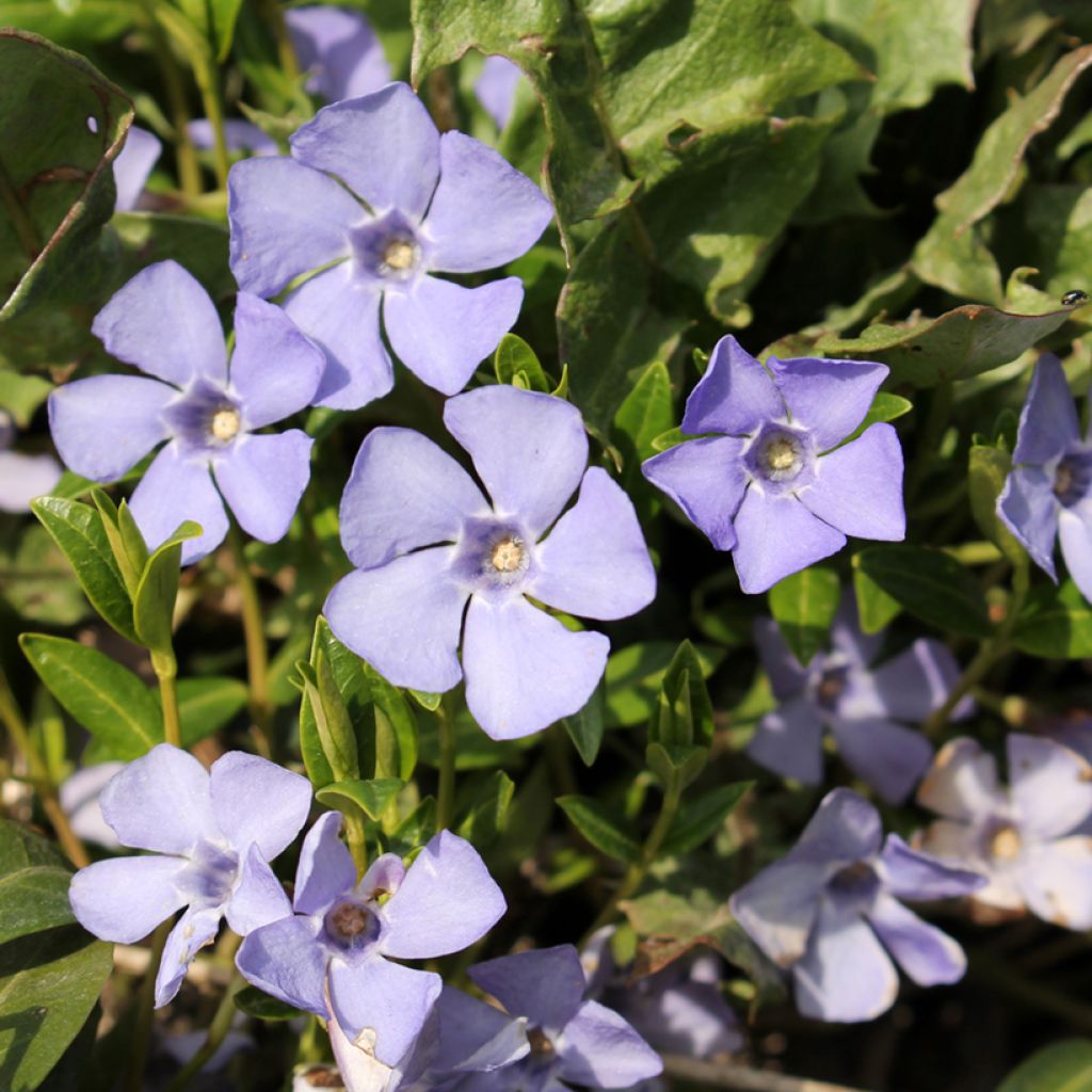 Vinca minor Valentin