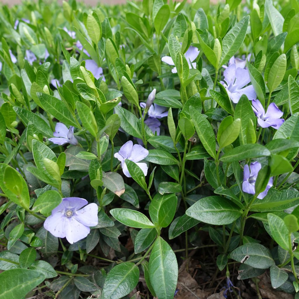 Vinca minor Valentin