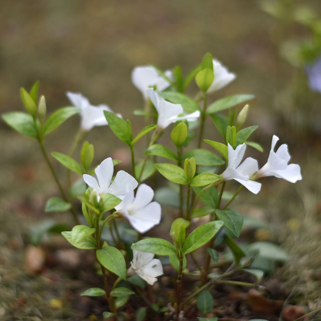 Vinca minor Alba