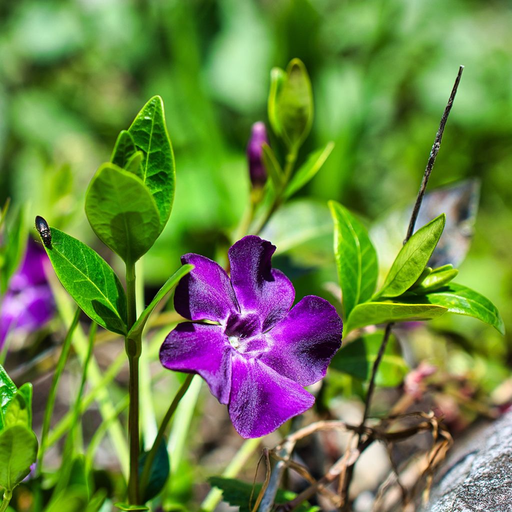 Vinca minor Atropurpurea