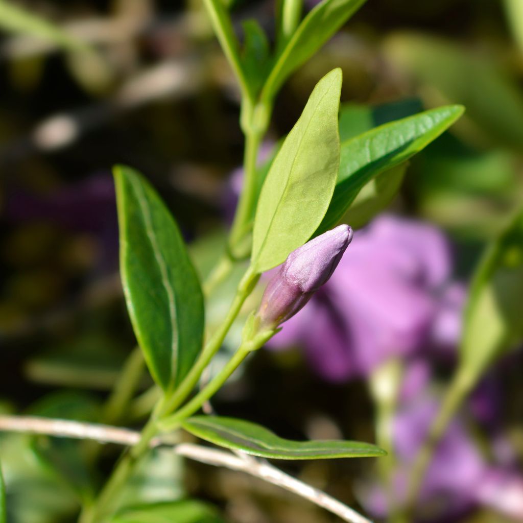 Vinca minor Atropurpurea