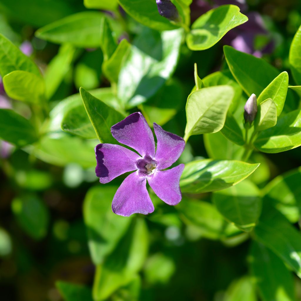 Vinca minor Atropurpurea