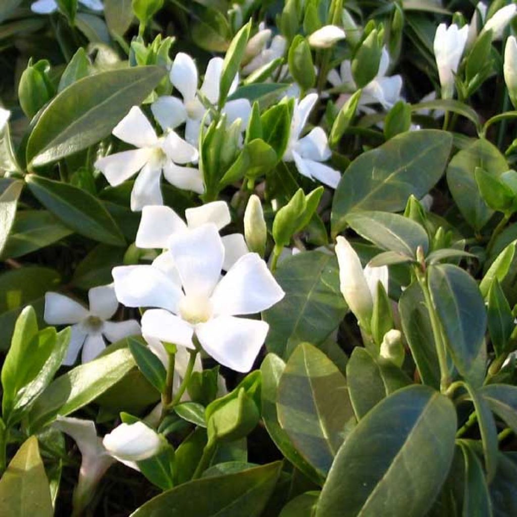 Pervenche, Vinca Gertrude Jekyll