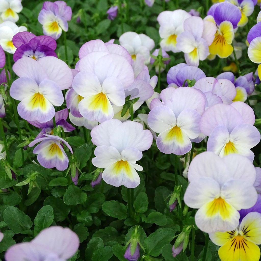 Viola cornuta Floral Power Soft Pink F1 - Violeta