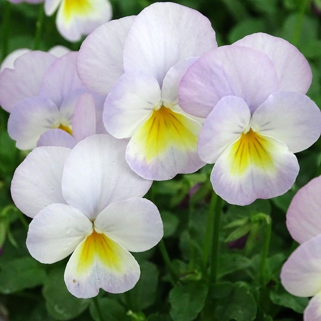 Viola cornuta Floral Power Soft Pink F1 - Violeta