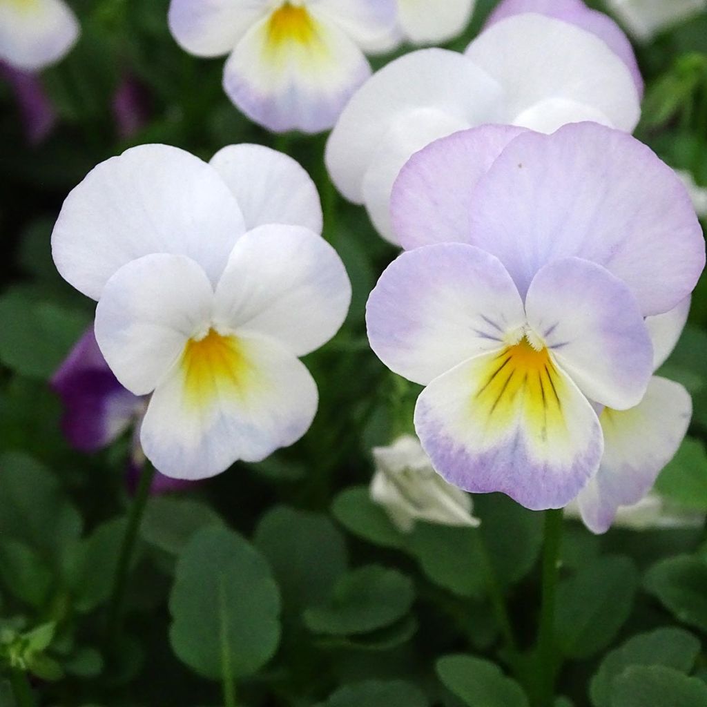 Viola cornuta Floral Power Soft Pink F1 - Violeta