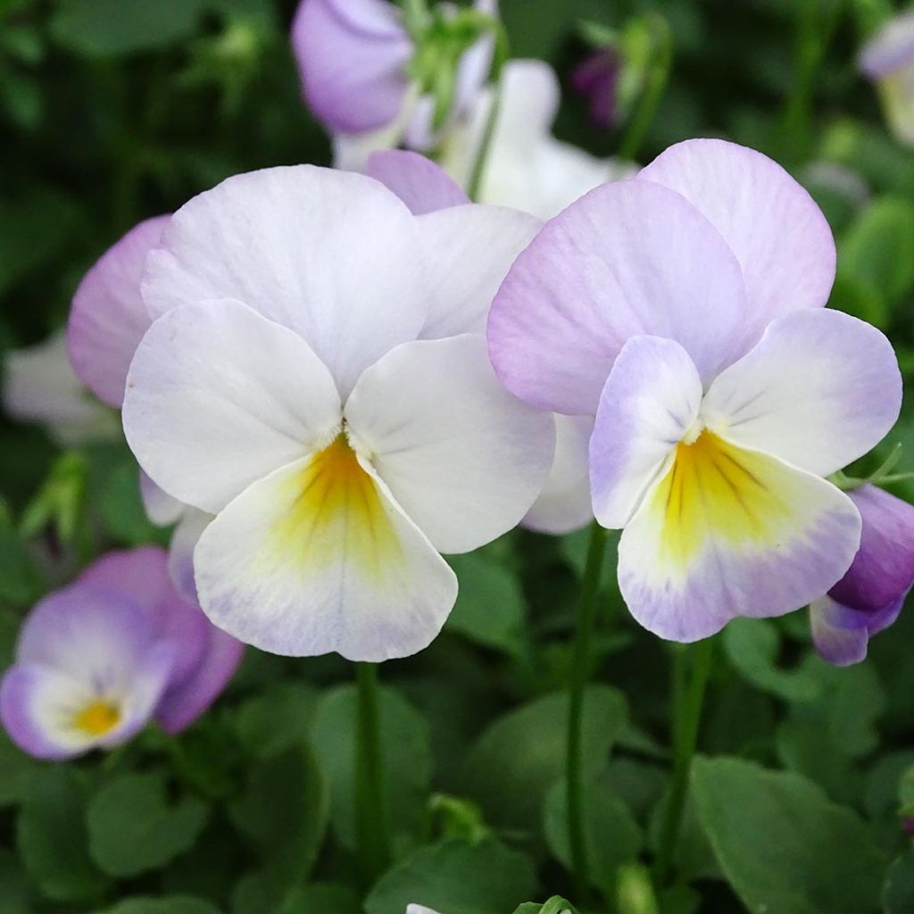 Viola cornuta Floral Power Soft Pink F1 - Violeta