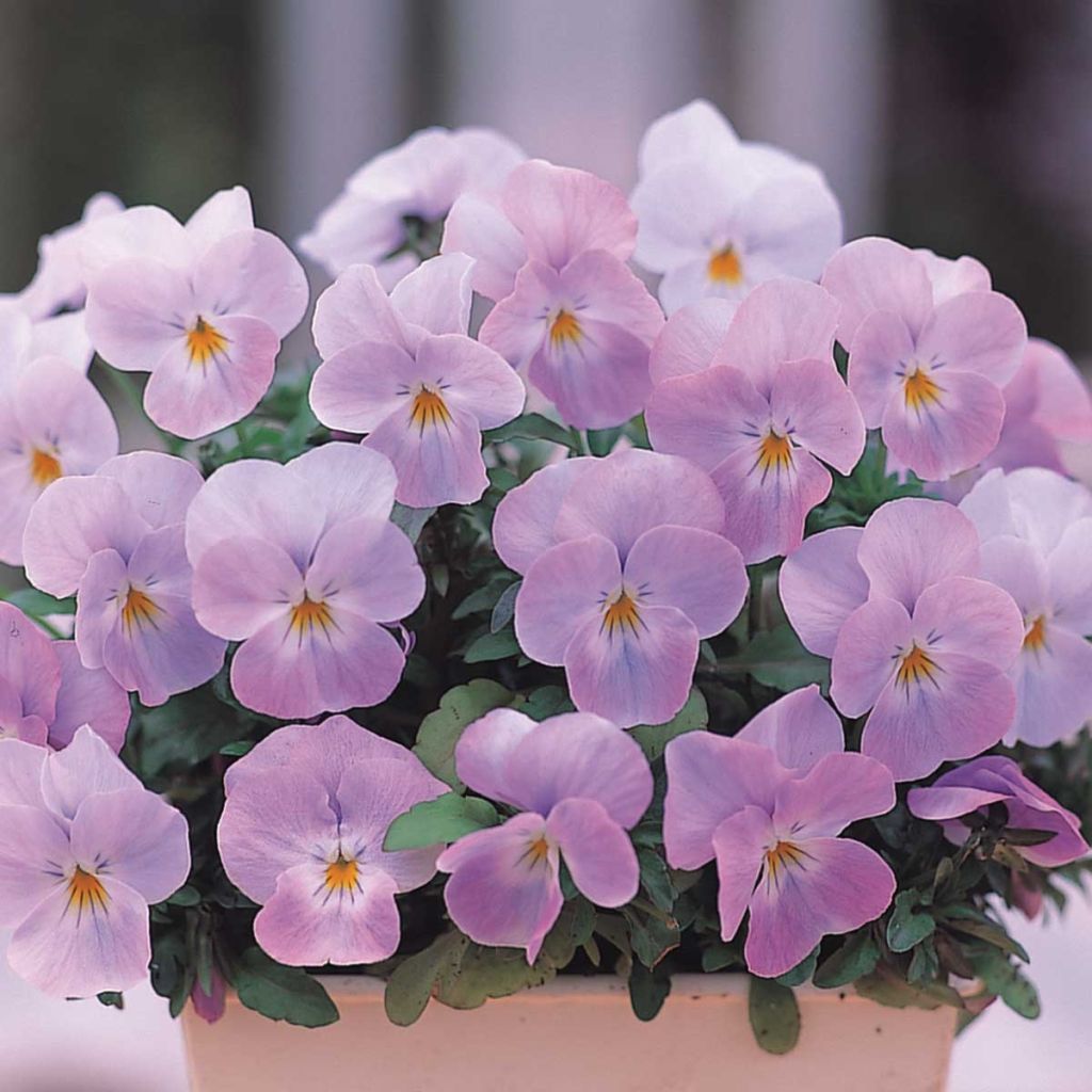 Viola cornuta Floral Power Soft Pink F1 - Violeta